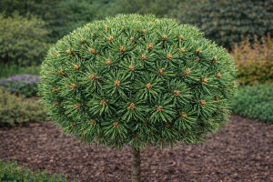 Sosna kosodrzewina 'Erzgebirge' (Pa) C2/C3