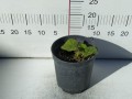 Malwa 'Nigra' K2.jpg