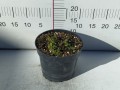 Melisa cytrynowa C2.jpg