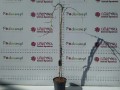 Oczar wiosenny 'Pendula' (Pa) C10.jpg