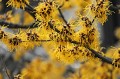 manfredrichter-witch-hazel-3137717_1280.jpg