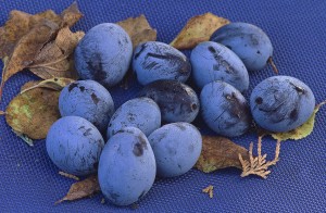 Śliwa 'Nectavit' (GK)