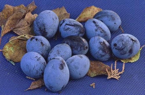 Śliwa niebieska3.jpg