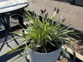 Sesleria Heuflera .jpg