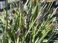 Sesleria Heuflera C2.jpg