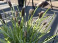 Sesleria Heuflera1.jpg