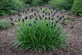 Sesleria Heuflera.png