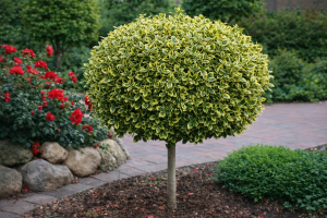 Trzmielina Fortune'a 'Emerald'n Gold' (Pa) P14