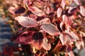 Trzmielina Fortune'a 'Emerald'n Gold'.JPG