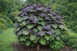 Surmia pośrednia 'Purpurea' CATALPA C6