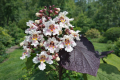 Surmia pośrednia 'Purpurea' CATALPA.png