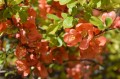 jamaska-flowering-quince-6217086_1280.jpg