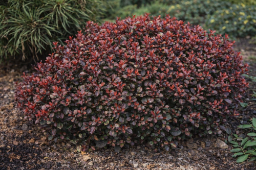 Berberys Thunberga 'Bagatelle' .png