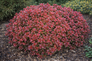 Berberys Thunberga 'Admiration' ® C2