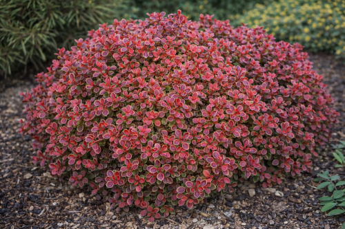 Berberys Thunberga 'Admiration'®.png