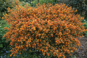 Żarnowiec 'Lena' C2