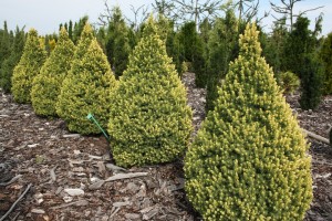 Świerk biały 'Rainbow's End' C2