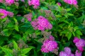 15528394-spirea-6339502_1280.jpg