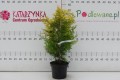 Cyprysik Lawsona 'Ivonne' C2.JPG