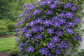 Powojnik 'Multi Blue'.png