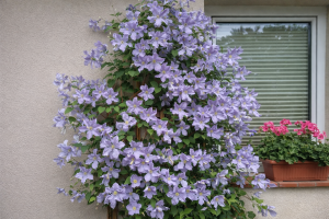 Powojnik 'Błękitny Anioł' C2