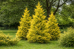 Żywotnik zachodni 'Golden Brabant'® C3