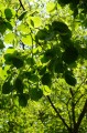 hans-linden-tree-141510_1280.jpg
