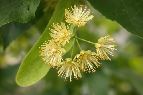 Lipa drobnolistna 1.png