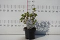 Azalia japońska 'Schneeperle' ® C1,5.JPG