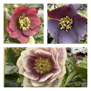 Ciemiernik MIX C2