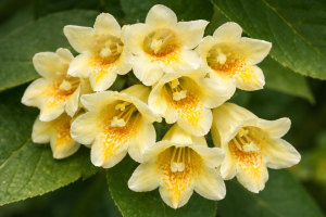 Krzewuszka Middendorfa C3