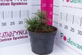 DSC07150.JPG