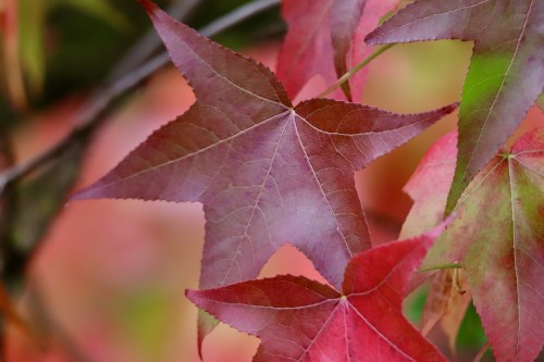nennieinszweidrei-sweetgum-8405111.jpg