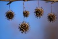 nennieinszweidrei-sweetgum-8529097.jpg