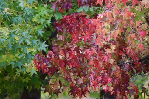 nennieinszweidrei-sweetgum-8405112.jpg