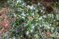 422737-ilex-705662.jpg