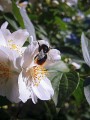 eukalyptus-bumblebee-356221.jpg