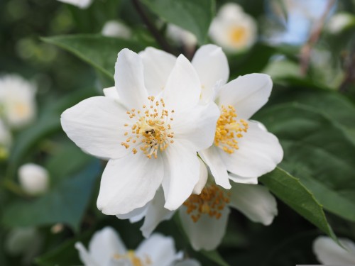 hans-mock-orange-505443.jpg
