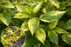 Forsycja pośrednia 'Variegata' C2