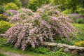 Żylistek 'Codsall Pink'.png
