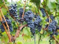hans-grapes-694164_1920.jpg