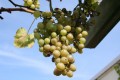 weggelaar-grape-447223.jpg