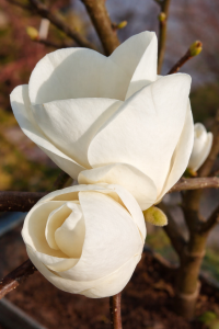Magnolia 'Lennei Alba' C4