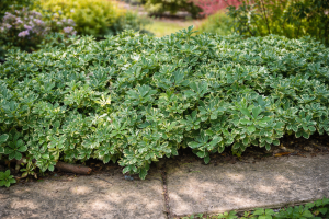 Runianka japońska 'Variegata' C2