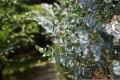 pieonane-eucalyptus-4571504.jpg