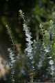 pieonane-eucalyptus-4571496.jpg