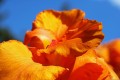 bluesnap-canna-lily-6549928.jpg