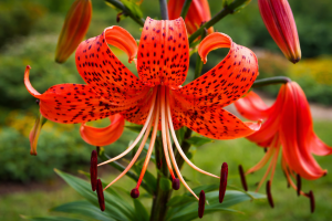 Lilia tygrysia 'Red Tiger' K4