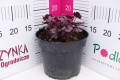 Żurawka 'Forever® Purple' C2.JPG