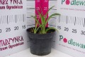 Liliowiec ogrodowy 'Super Purple' C2.JPG